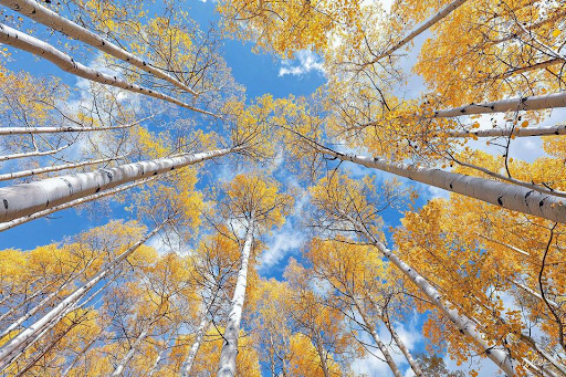 Peer Specialist Best Practices